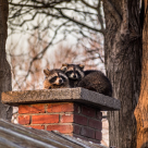 Ratonii și vulpile dau semne de domesticire: animalele sălbatice care încep să se adapteze la viața printre oameni