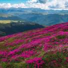 Rododendronul, bujorul de munte și simbolul trăiniciei spiritului românesc: Unde poți vedea bujorul de munte