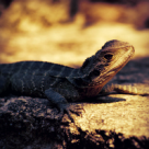 Secrete transmise din generatie in generatie: Zodiacul Aborigenilor din Australia