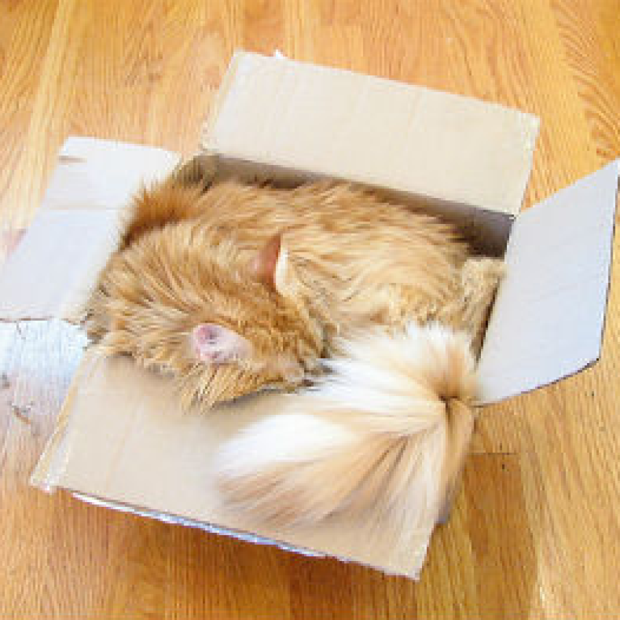 Imagini cu animale: pisica in cutie