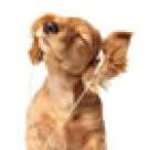 Cele mai frumoase cantecele pentru copii 