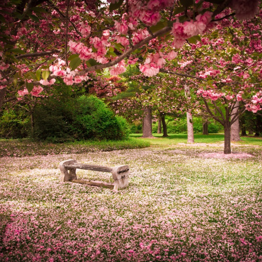 Banca nemuririi: Când petalele de flori curg pe jos și timpul stă în loc... 