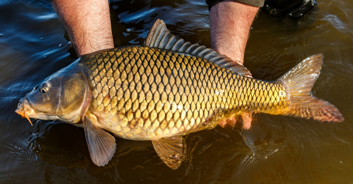 Crapul: Totul Despre Această Specie de Pește - Pescuit, Specii și ...