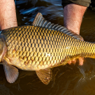 Crapul: Totul Despre Această Specie de Pește - Pescuit, Specii și Informații Esențiale