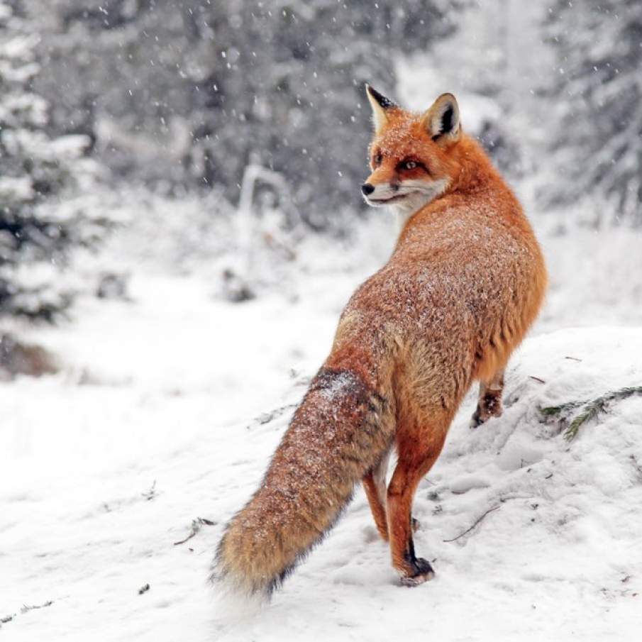 Nu-i asa ca sunt frumoasa? Vulpea fotogenica 