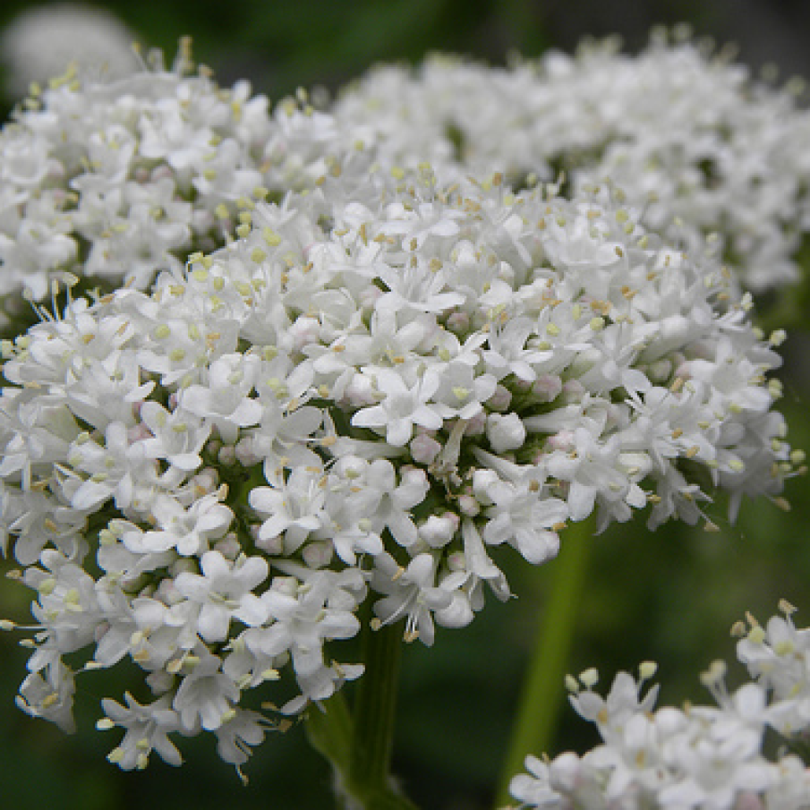 Valeriana (Valeriana officinalis)