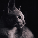 50 de curiozitati despre pisici