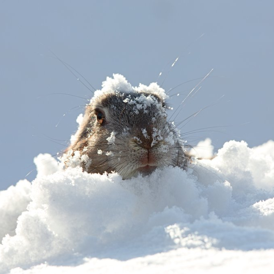 Marmota la zapada :)