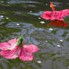 Vals pe ritm de iubire 