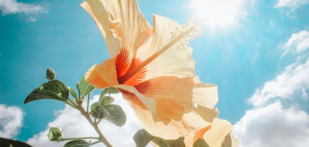 Ce cuvant se potriveste cel mai bine pentru luna iunie?