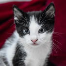 Avantajele cumpărării de la un pet shop online