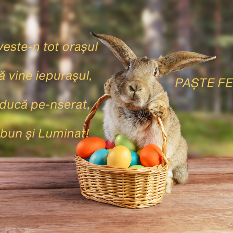 Felicitări haioase de Paște cu iepuraș