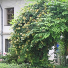 Muzeul Theodor Pallady s-a redeschis pentru public