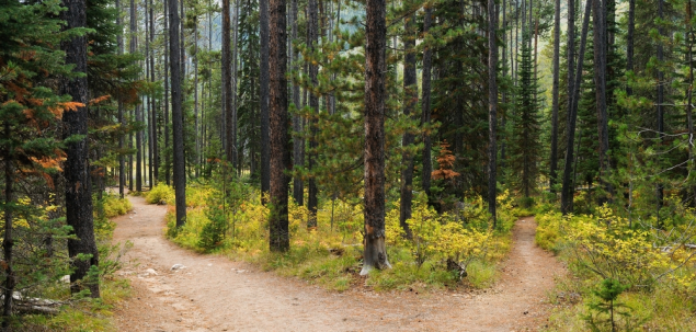 Esti la o rascruce de drumuri. Ambele duc in acelasi loc. Cel din dreapta este drumul sigur si fara peripetii, iar cel din stanga este drumul provocarilor si al incercarilor. Pe care il alegi?