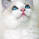 5 rase de pisici superbe