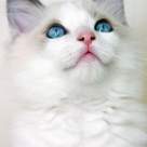 5 rase de pisici superbe