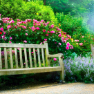 Cele mai frumoase flori perene perfecte pentru orice gradină