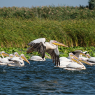 Delta Dunării: atracții turistice și locuri ascunse de explorat