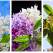 Liliacul - muza poeziei. Cele mai frumoase imagini și versuri cu parfum de flori de liliac 