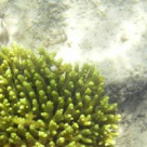 Miracolul din adancuri: algele marine