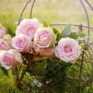 15 curiozitati despre trandafiri