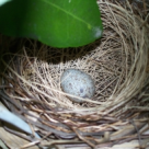 Sindromul Cuibului Parasit: Cand iubirea pentru copii NU umple toate golurile din viata 