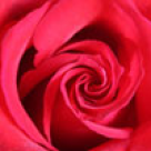 Zodiacul chinezesc al florilor 