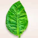 Nicotina: ”mituri” și realitate în legătură cu fumatul