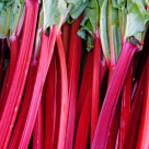 Efectele nebănuite ale rubarbei asupra organismului și pielii 