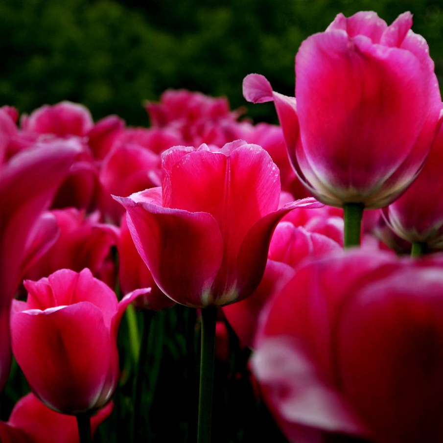 Lalele in Ottawa, Canada 