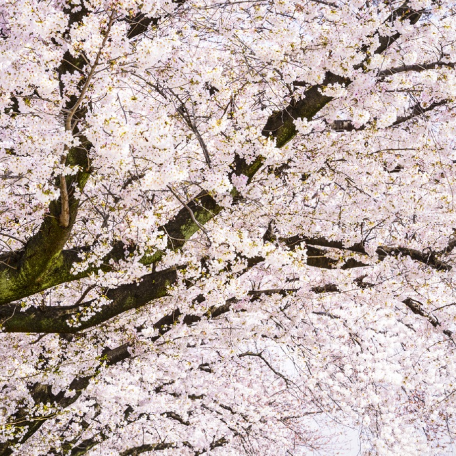 Copaci înfloriți în Kyoto, Japonia 