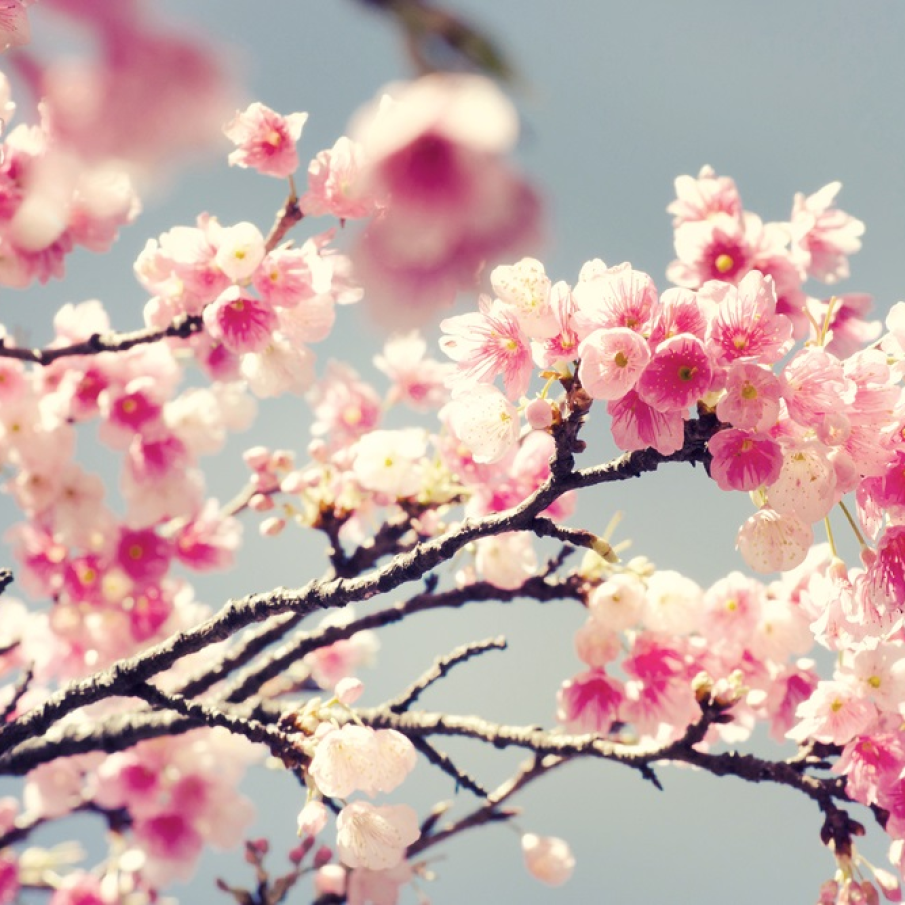 Despre primăvară pur și simplu