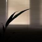 Cum sa ingrjim plantele pe timp de vara!