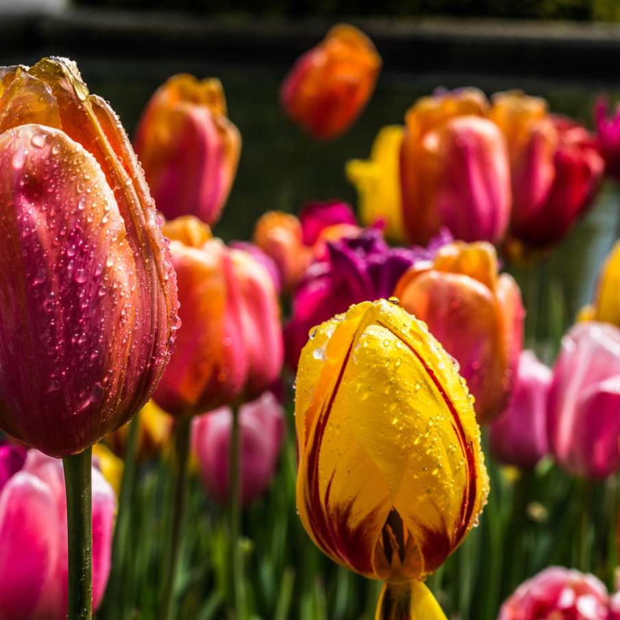 Lalele în roua dimineții