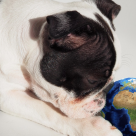 Oamenii de știință atrag atenția asupra riscului neștiut pe care schimbările climatice îl au asupra sănătății animalelor noastre de companie 