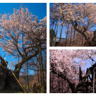 Uitați-vă bine la el! El este venerabilul Jindai Sakura, cel mai bătrân copac sakura din Japonia și din lume. Îi ghiciți vârsta? 