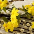 Traditii si superstitii in duminica Floriilor