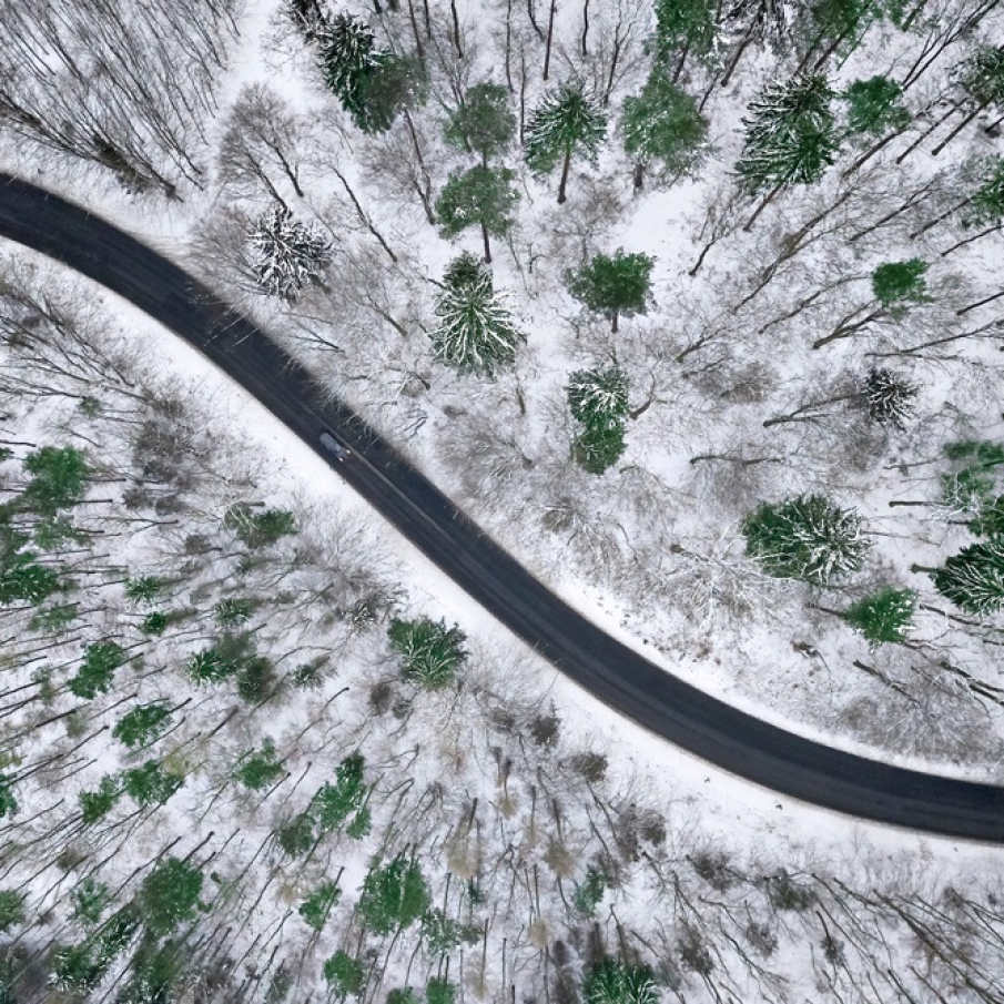 Copacii sunt ca și oamenii... drepți în fața sorții 
