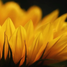 Viața începe acolo unde se termină frica