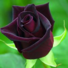 Trandafirii de gradina! Care este momentul ideal pentru a-i planta?