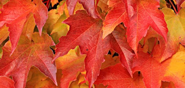 Cum ai descrie luna noiembrie?