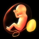 Dialog intre 2 embrioni. Exista viata dupa nastere? 