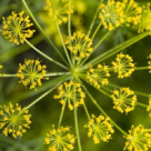 Bitterul suedez, elixirul popular al vietii 