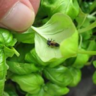 Busuiocul, planta dragostei