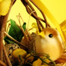 Frumoasa nebunie a Pastelui