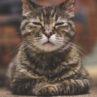 Cele mai bune sfaturi Feng Shui pentru a crea un spațiu zen si a atrage energia pozitiva pentru pisica ta (și pentru tine)