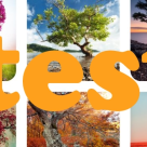 Testul celor 6 copaci de poveste! Afla ce personalitate ai