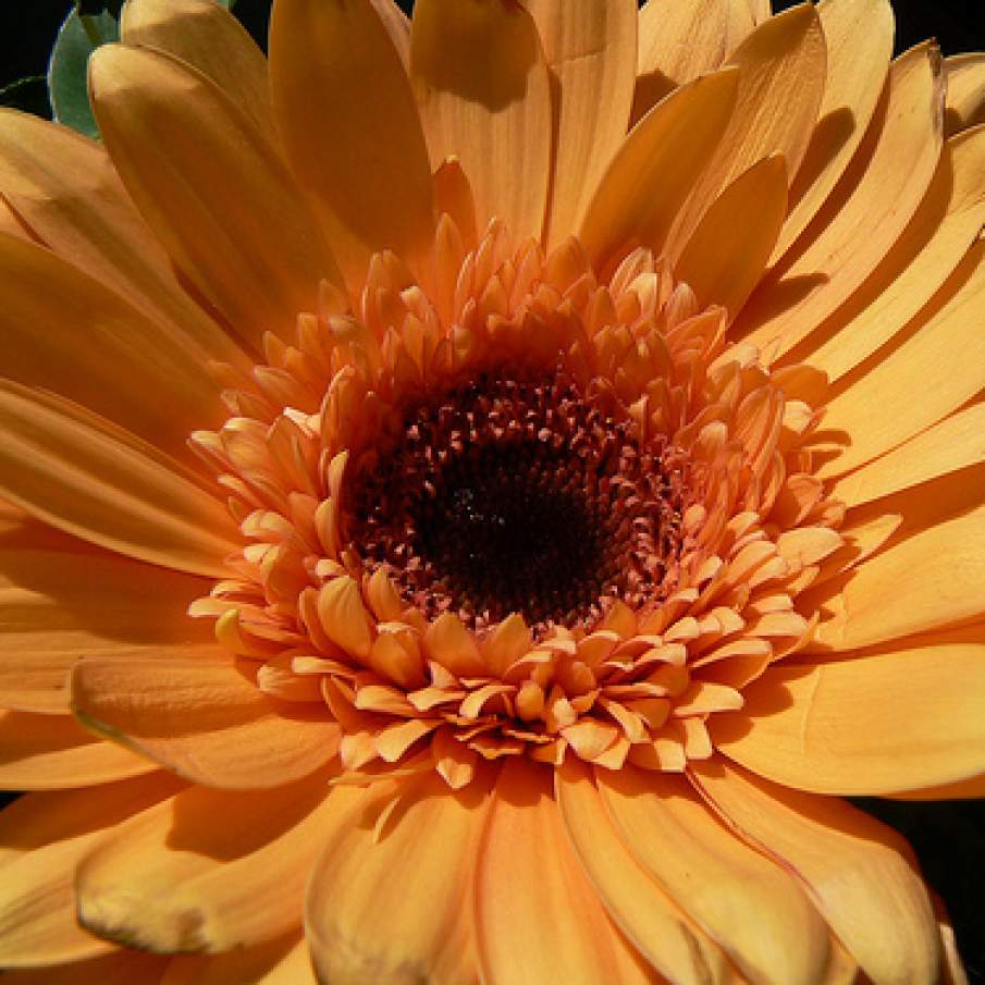 Floare scaldata de razele soarelui