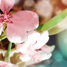 Testul Soarelui: Ce culoare a Primaverii esti?