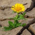 Singurul medicament impotriva singuratatii si a deznadejdii este IUBIREA!